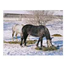 Amish Houses Feeding-Postcard