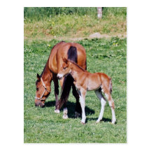 Amish Mare and Foal Postcard