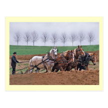 Amish Team Postcard