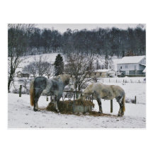 Amish Winter Horses-Postcard