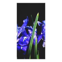 Among The Ladies The MUSEUM Zazzle Gifts Customized Photo Card