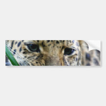 Amur Leopard  Bumper Stickers