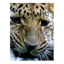 Amur Leopard  Postcards