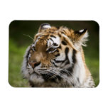 Amur Tiger Rectangle Magnets