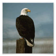 an american bald eagle on a pole photograph