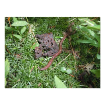 An Earthworm Photo Art