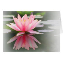 An Enchanting Water Lily in a Pond Greeting Cards