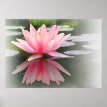 An Enchanting Water Lily in a Pond Posters