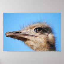 An ostrich and blue skies poster