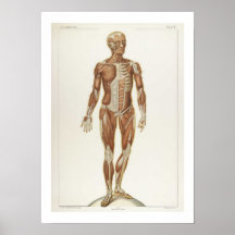 Anatomy Anterior Poster