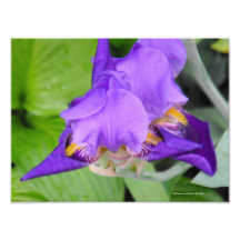 Anatomy of the Tulip Collection I Photograph