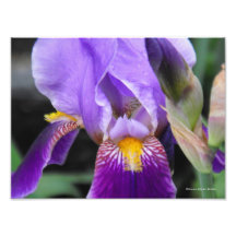 Anatomy of the Tulip Collection III Photograph
