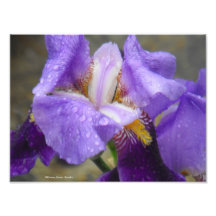 Anatomy of the Tulip Collection IV Photographic Print