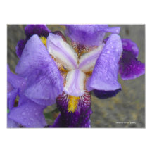 Anatomy of the Tulip Collection V Photograph