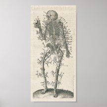 Anatomy Poster
