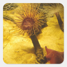 Anemone And Starfish Sticker