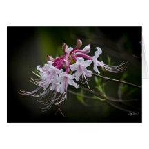 Angel Eyelashes Greeting Card