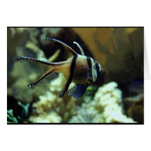 Angel Fish Greeting Card