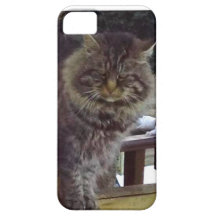 Angry Cat iPhone 5 Barely Case iPhone 5 Case