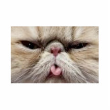 Angry Cat Photo Sculpture