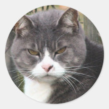 angry cat round stickers