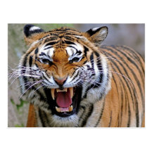 Angry Tiger Postcards