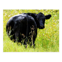 Angus Steer in Tall Yellow Grass Postcard
