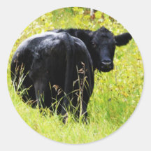 Angus Steer in Tall Yellow Grass Round Sticker