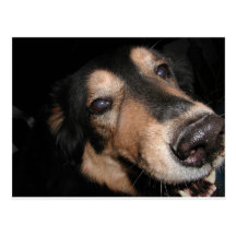 ANIMAL ASSORTMENT POST CARD