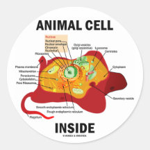 Animal Cell Inside (Eukaryote Cell Biology) Round Stickers