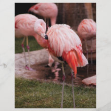 Animal  - Flamingo Hotel - The Flamingo Personalized Flyer