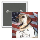 Animals Have Rights Button