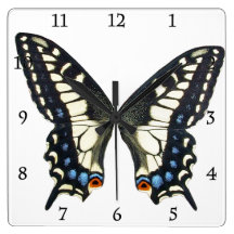 Anise swallowtail butterfly wallclocks