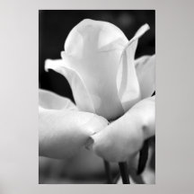 Anna's Rose Print