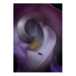Ant on Snail Vine Blossom ATC Business Card Templates