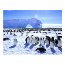Antarctica, Antarctic Peninsula, Weddell Sea, 5 Postcard