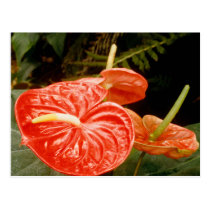 Anthurium lily postcards