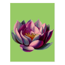 Antique Botanicals Pink Water Lily Lotus Post Card