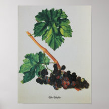Antique Drawing Vitis Vinifera Posters