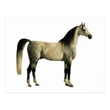 Antique Horses - Arabian Post Card