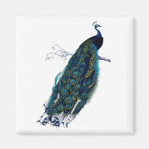 Antique Natural History Print Peacock Magnet