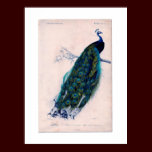 Antique Natural History Print Peacock Poster posters