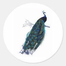 Antique Natural History Print Peacock Sticker