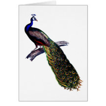 Antique Peacock Print Cards