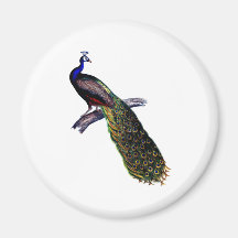 Antique Peacock Print Magnets