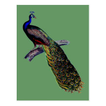 Antique Peacock Print Postcard