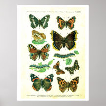 Antique plate, butterflies of Europe: plate 3 Print