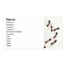 ants business cards