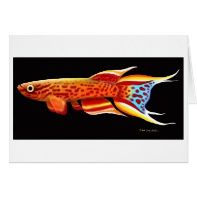 Australe Killifish