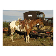 Appaloosa Horse Invitation Cards